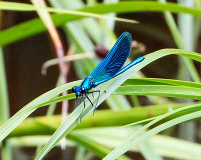 Blåbåndet Pragtvandnymfe (Calopteryx splendens) [Dragør Kommune, Denmark]