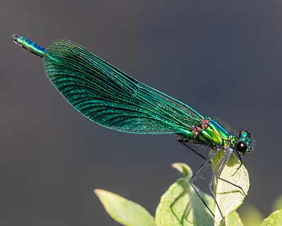 Blåbåndet Pragtvandnymfe (Calopteryx splendens) [Amager Fælled, Denmark]