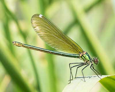 Banded Demoiselle