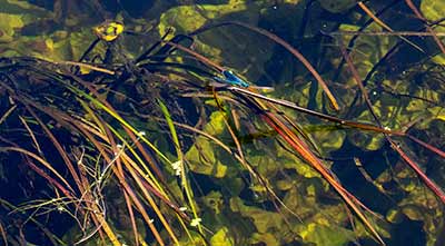 Banded Demoiselle
