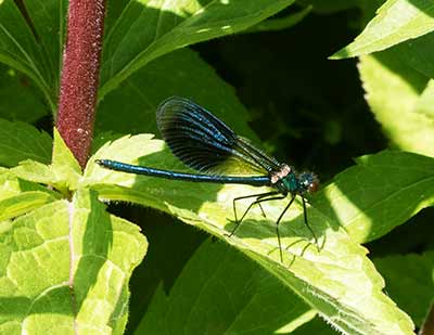 Banded Demoiselle