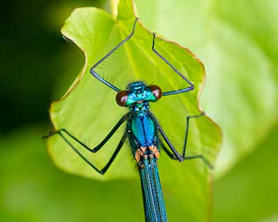 Banded Demoiselle