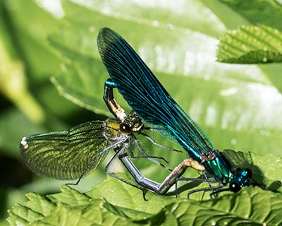 Banded Demoiselle