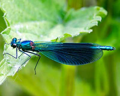 Banded Demoiselle