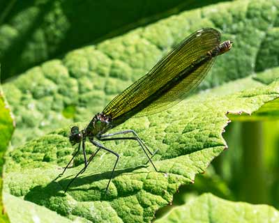Banded Demoiselle