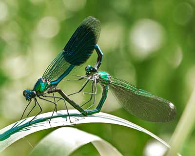 Banded Demoiselle
