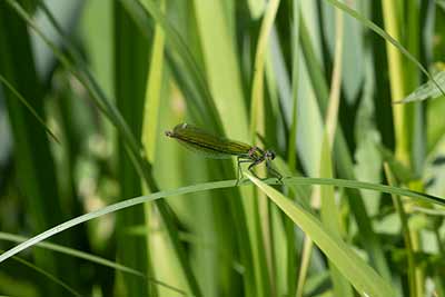 Banded Demoiselle