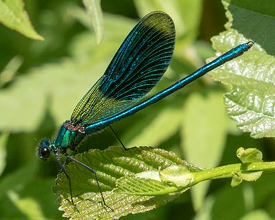 Banded Demoiselle