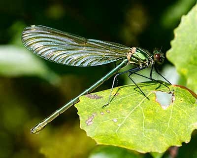 Banded Demoiselle