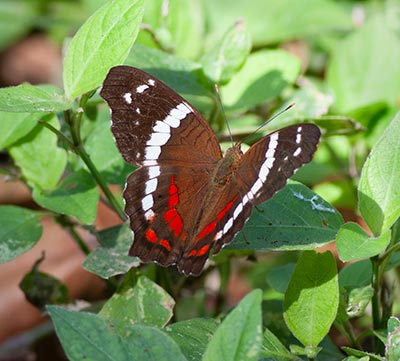 Banded Peacock