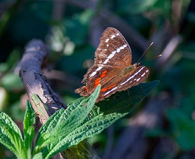 Banded Peacock