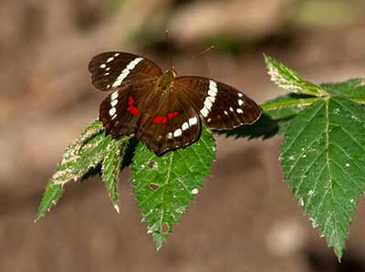 Banded Peacock