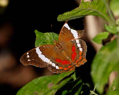 Banded Peacock