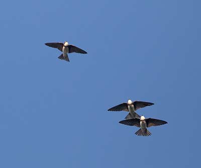 Bank Swallow