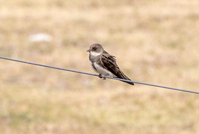 Bank Swallow