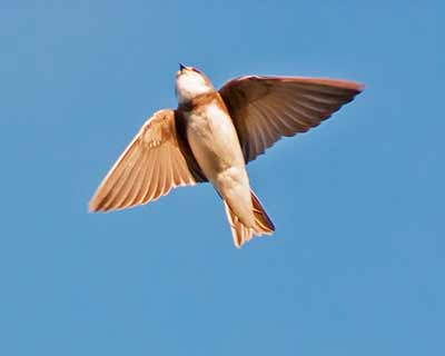Bank Swallow