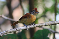 Barred Antshrike