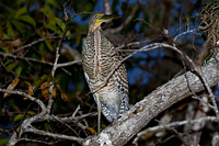 Bare-throated Tiger-Heron