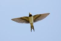 Barn Swallow