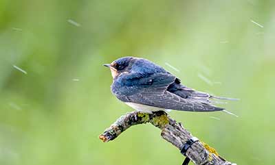 Barn Swallow
