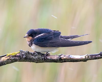 Barn Swallow