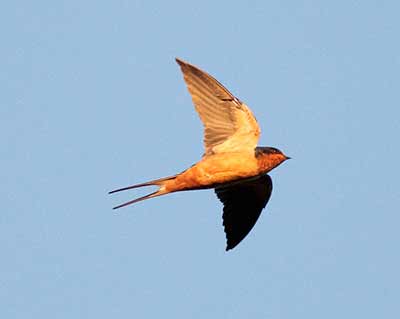 Barn Swallow