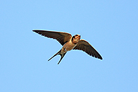 Barn Swallow