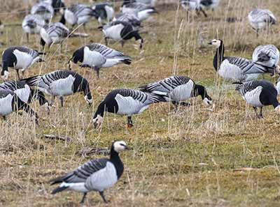Barnacle Goose