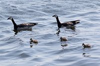 Barnacle Goose
