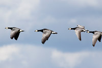 Barnacle Goose
