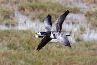 Barnacle Goose