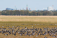 Barnacle Goose