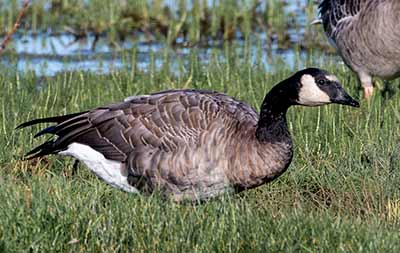 Barnacle x Canada Goose (hybrid)