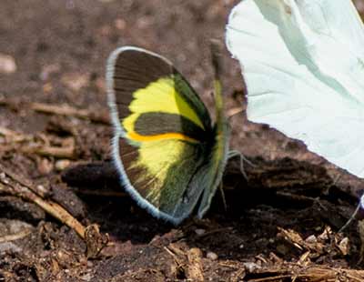 Barred Yellow