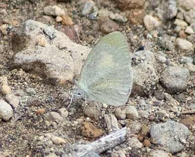 Barred Yellow