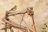 Blue-black Grassquit