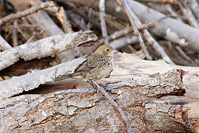 Blue-black Grassquit