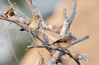 Blue-black Grassquit