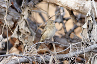 Blue-black Grassquit