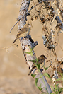 Blue-black Grassquit