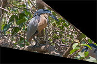 Boat-billed Heron