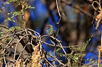 Broad-billed Hummingbird