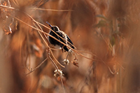 Broad-billed Hummingbird