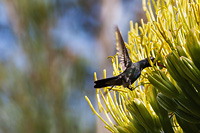 Broad-billed Hummingbird