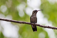 Broad-billed Hummingbird