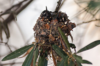 Broad-billed Hummingbird