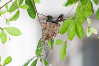 Broad-billed Hummingbird