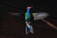 Broad-billed Hummingbird