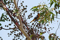 Black-backed Oriole