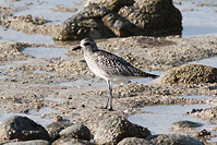 Black-bellied Plover